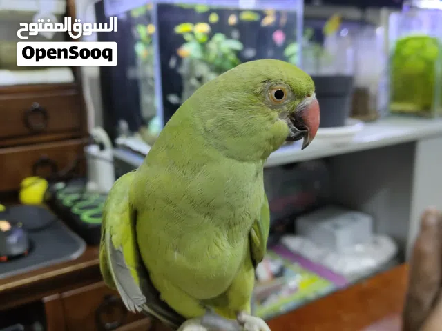 Green parrot