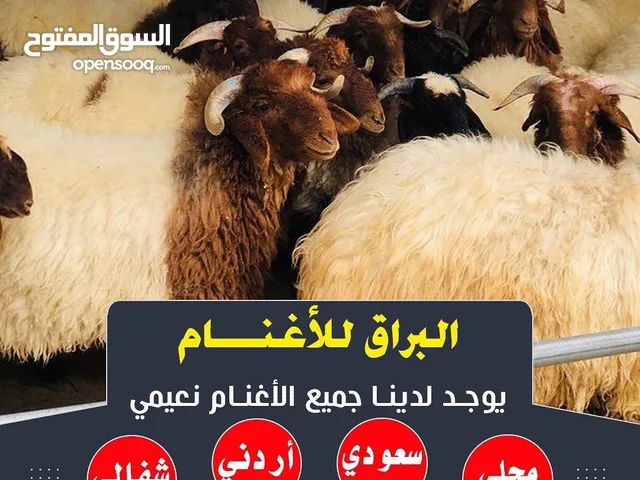 اغنام البراق