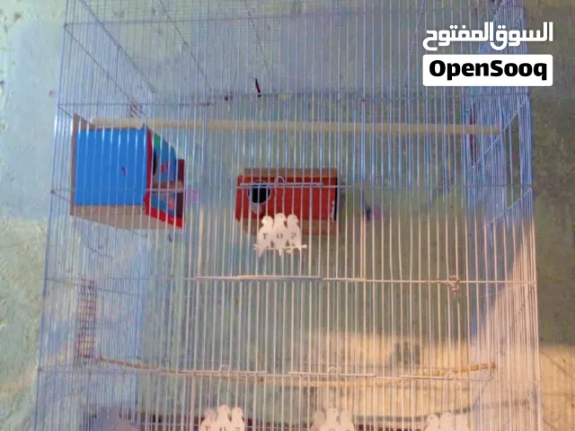 قفص طيور الحب
