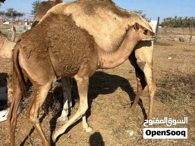 ناقه محليه تحتها بكره حمراء باطنيه