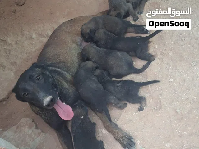 جراء مالينوا