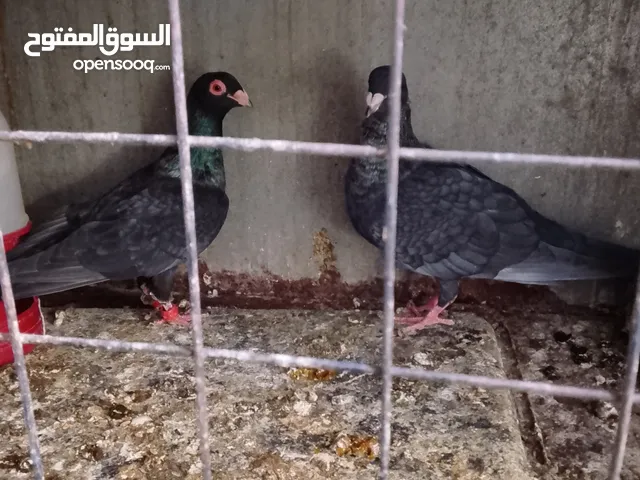 جوزين حمام وفحل مغربي بواز