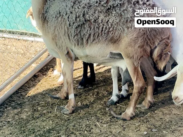 جعد وتيوس وكباشه للبيع لتربيه والذبح سمان مطعومات مشالله تبارك الرحمن باسعار مناسبه الجعد