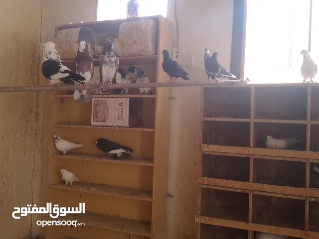 حمام وعصافير