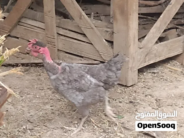 دجاجه ام ركيبه رصاصيه