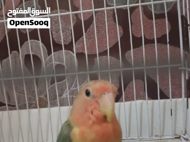 السلام عليكم بركديلو مروض أقرأ الوصف