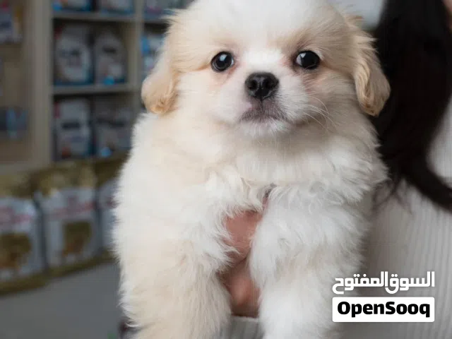 جرو منزلي صغير الحجم  فرصة رائعة لعشّاق الحيوانات الأليفة   جرو لطيف جدًا