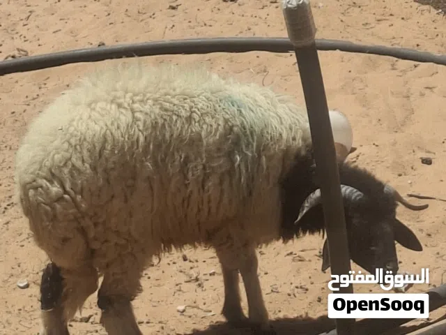 خروف للبيع 2400