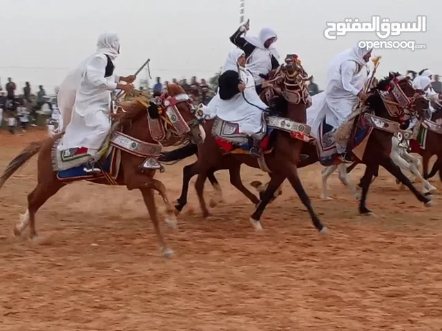 حصان للبيع