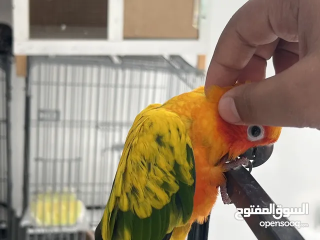 سان كور أليف