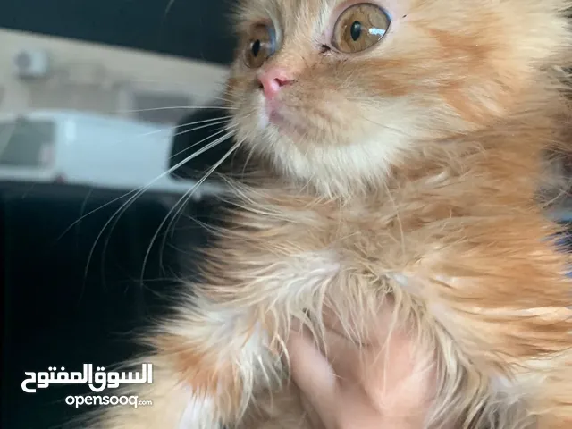 قطة شيرازي للتبني بدون رسوم