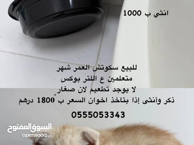 سكوتش ذكر وانثئ
