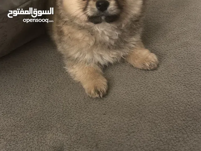 كلاب بومبريان بيور الأصليات