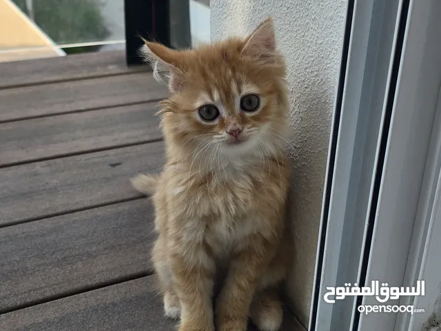 Two Turkish Angora kittens for sale