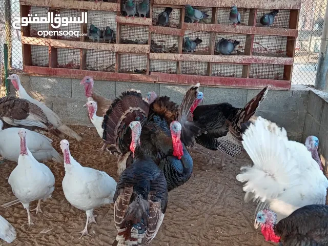 دجاج رومي للبيع 80 درهم