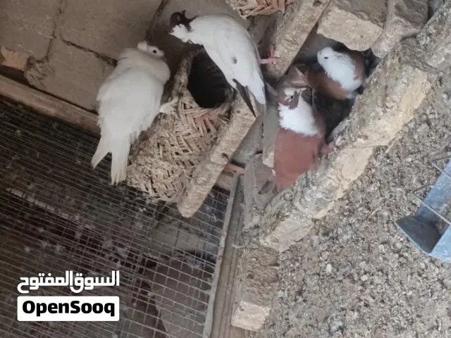 طير حمام