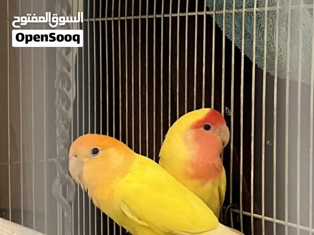 للبيع زوج لاف بيرد منتج من قبل