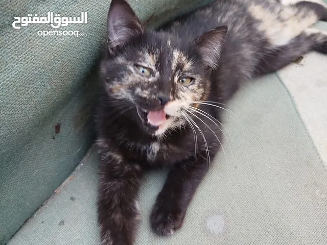 انثى بلدية و هاف هملايا العمر ثلاث شهور و نص للتبني متعودة عالليتر بوكس و الاكل المسلوق