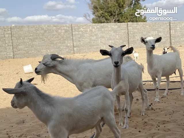 ماعز للبيع