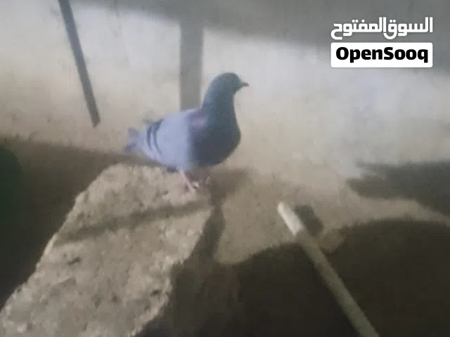 8 جواز حمام بلدي