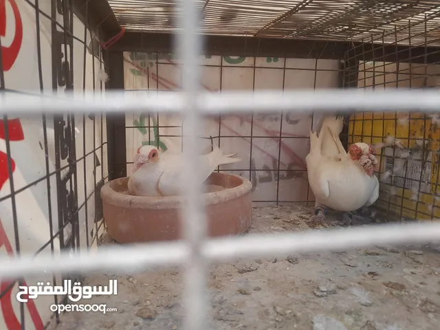 حمام جواز للبيع او البدل على دجاج