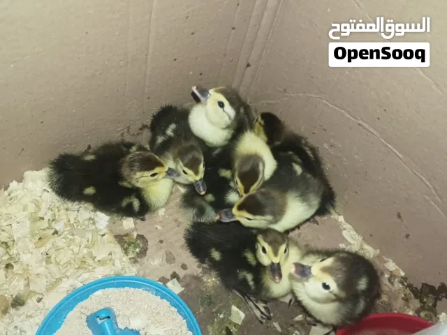صوص بط بلدي مسكوف