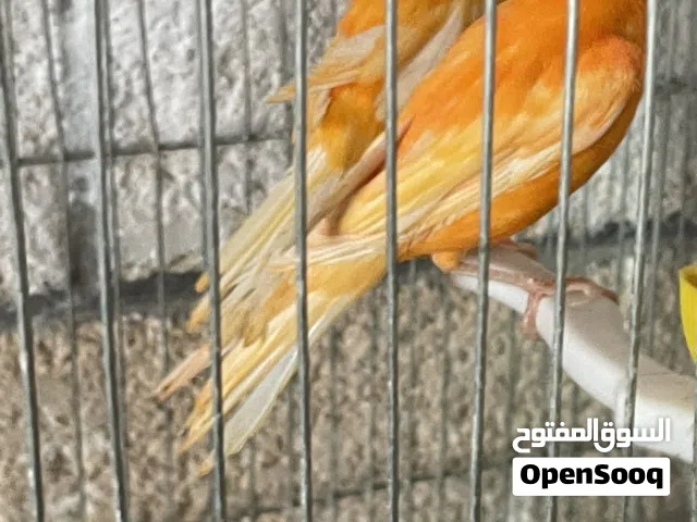 ماشاء الله متاح فحلين