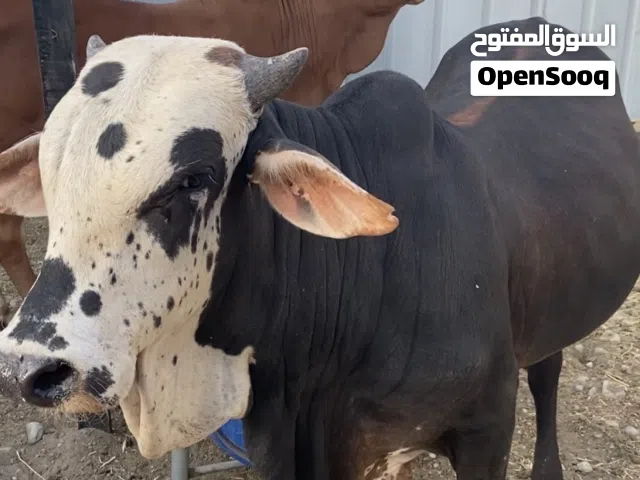 ثيران مطعومات للبيع