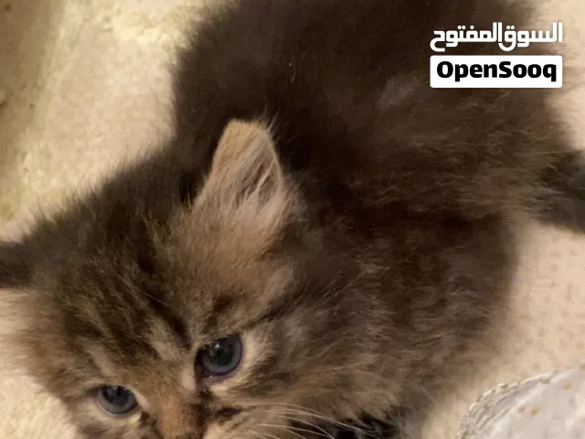 قطط اناث شيرازيات