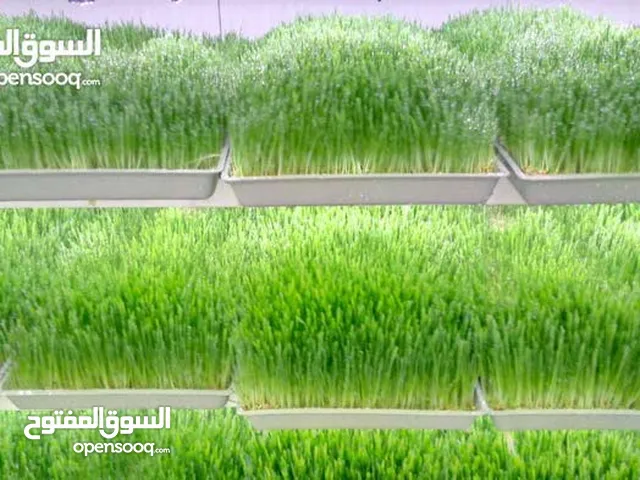 استنبات شعير شعير مستنبت Sprouted صواني استنبات شعير Barley germination barley