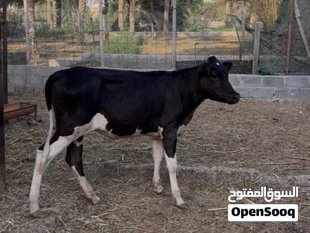 للبيع العمر سنه ونص