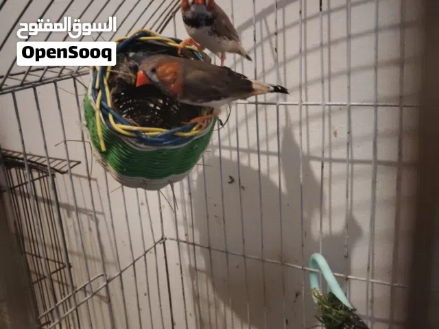 زوج زيبرا كرست