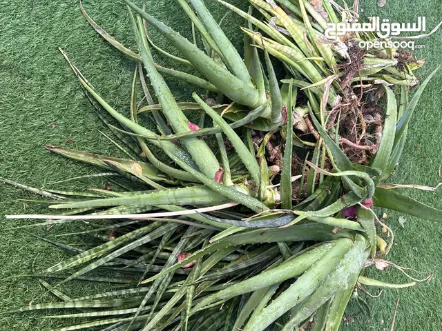 نبات جلد النمر والوفيرا بدون. فلوس.