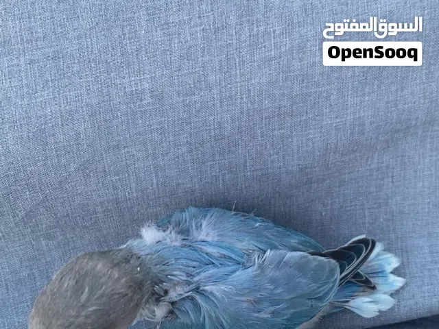 فرخ روز تركواز الوصف مهم!!