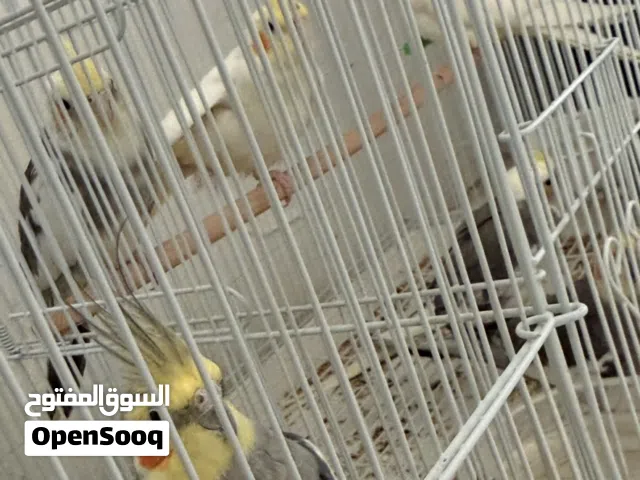 4 كروان بسعر مميز