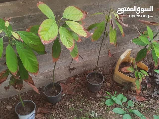 شتل افوكادو