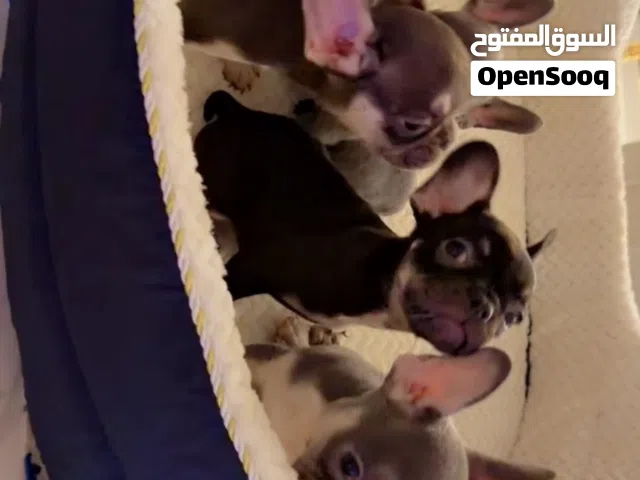 Quality french bulldog