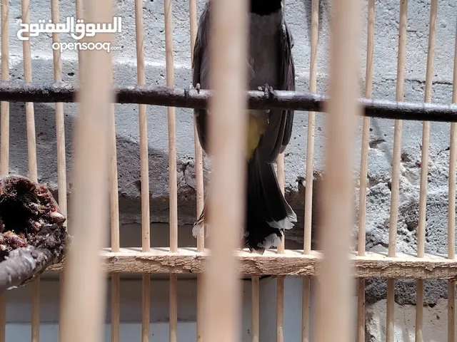 بلبل نثيه للبيع السعر 30