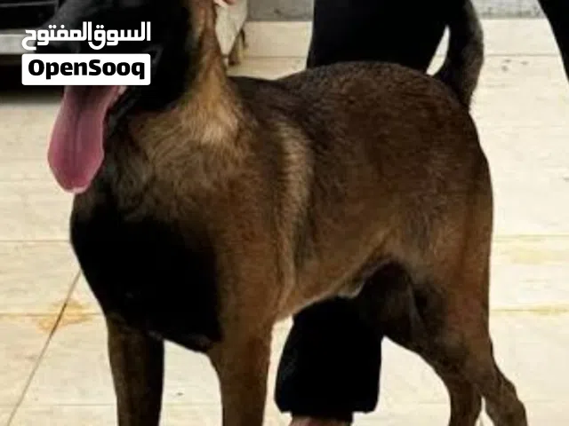 جرو مالينو