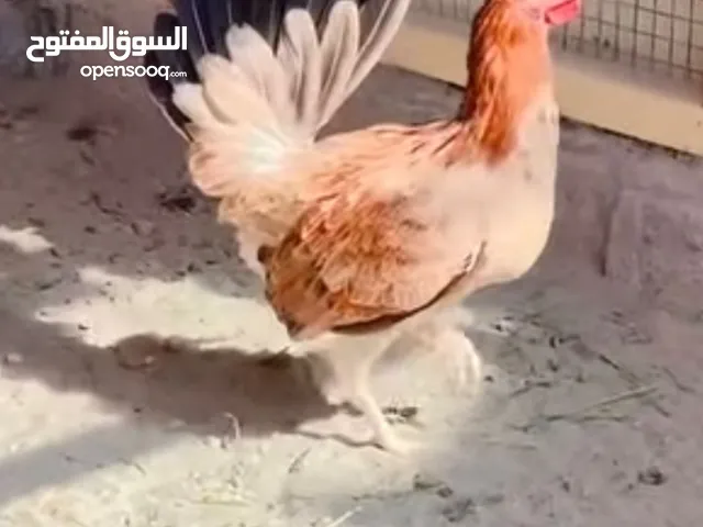 متوفر بيض دجاج كويتي سيافي مثل الي موجودة بالصوره