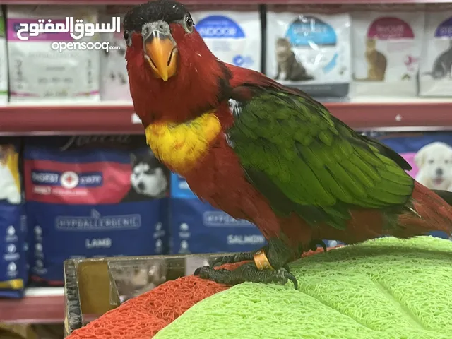 ببغاء اللوري رومانسي ولعوب راقص متكلم