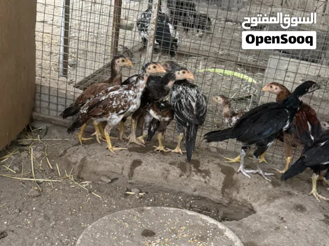 للبيع بتشوت نسل ممتاز