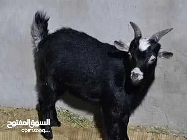 ماعز قزم ذكر