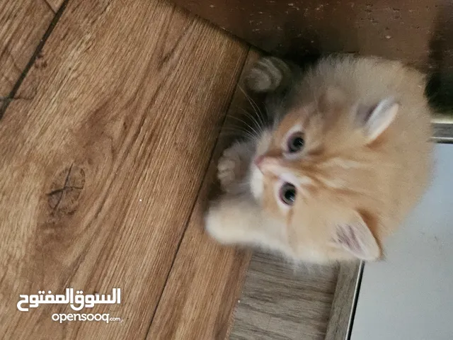 دوميستيك شورت هير مع ابنها