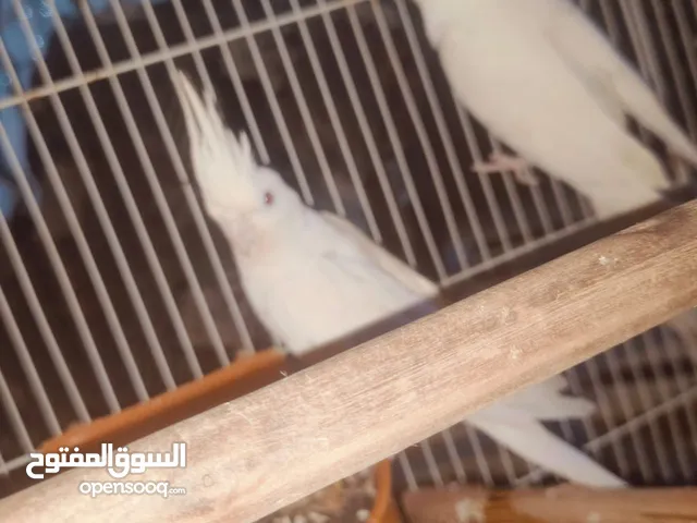 توكتيل البنيو للبيع