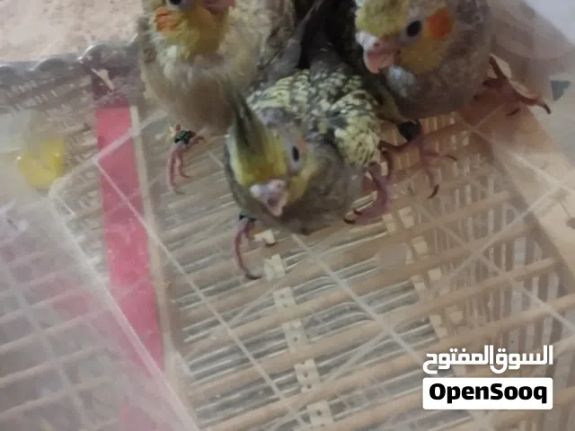 كوكتيل 3 وصحه ونضافه ومتعلمات ع كلشي