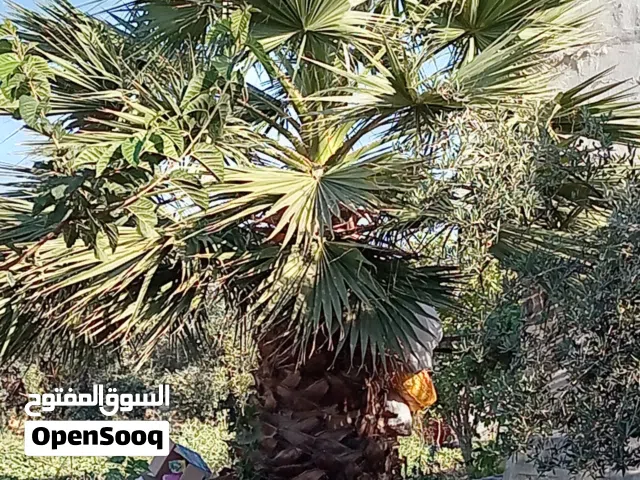 شجرة زينه وشنطونيا ارتفاع 5َ متر