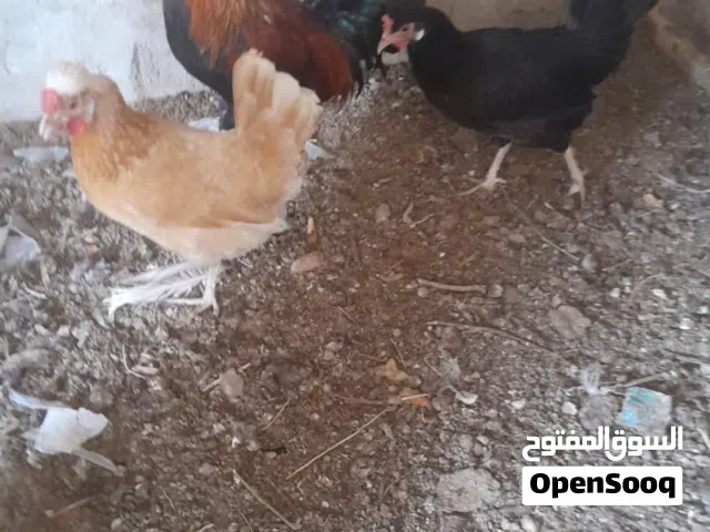 دجاج كويتي اقرا الوصف وراسلني