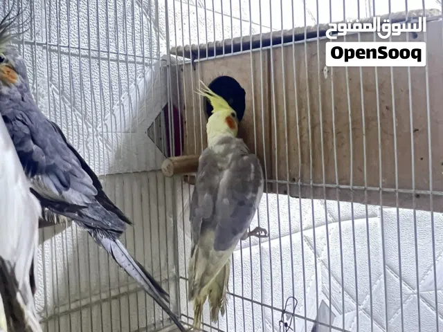 طيور كوكتيل مفطومات فول تغريد