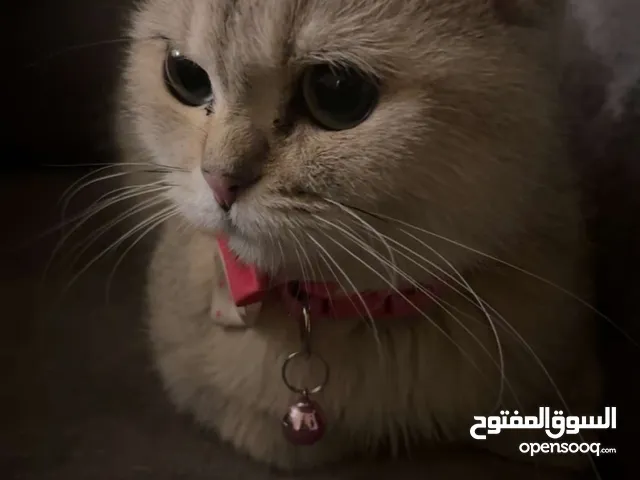 قطه سكوتش ستريت للبيع مع جميع اغراضها